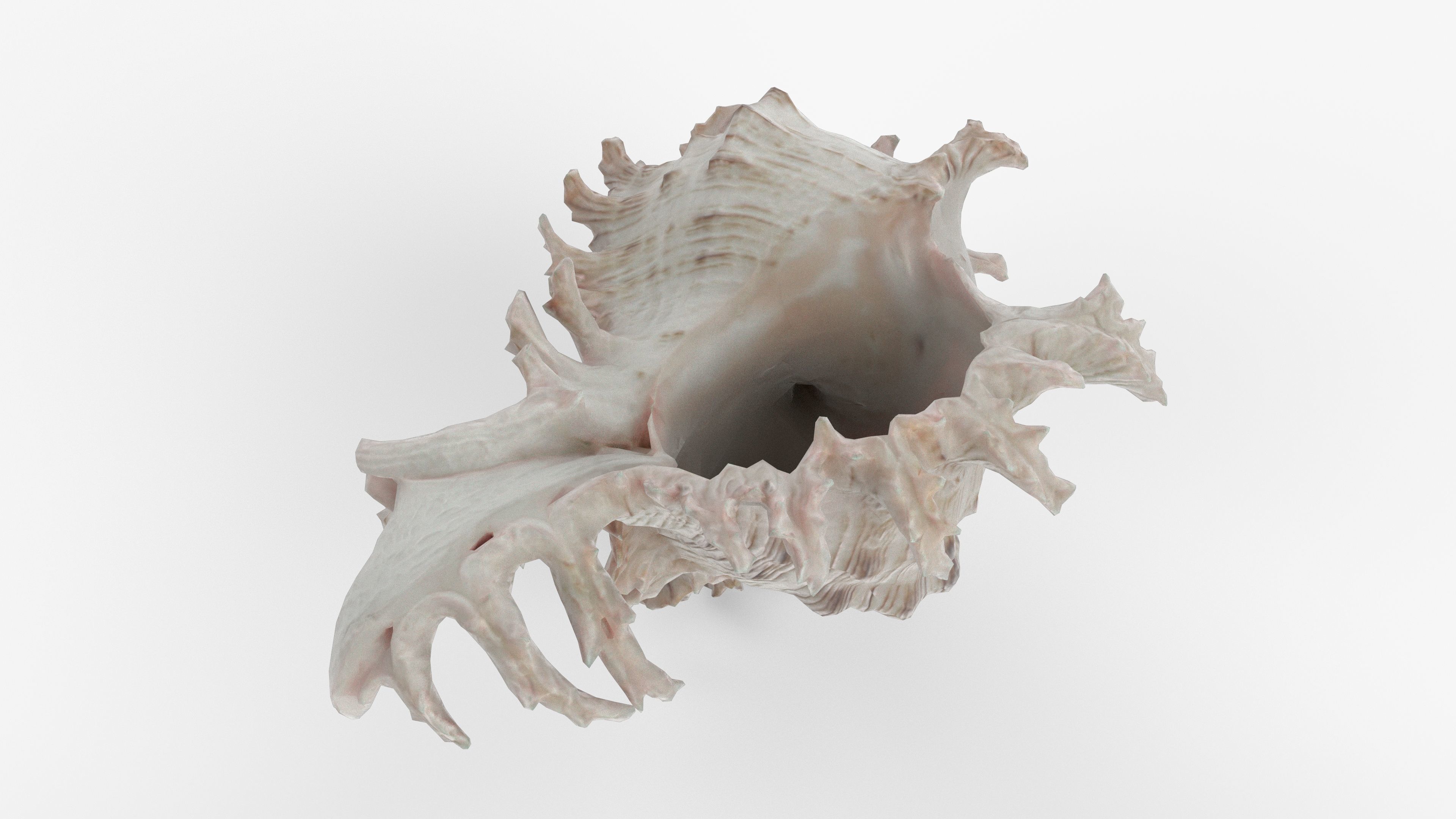 Photorealistic 3D scan of sea shell Low-poly 3D model_13