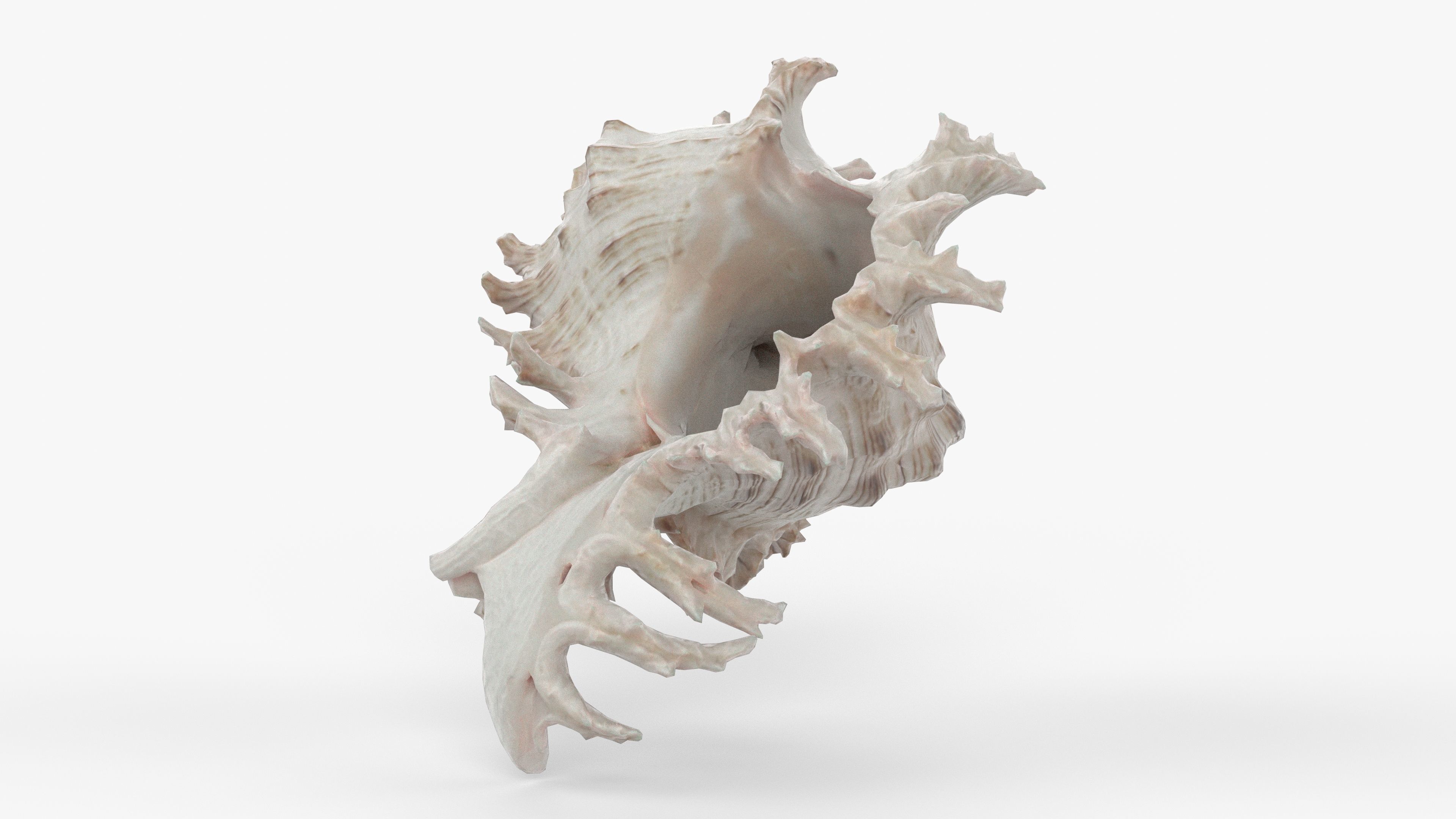 Photorealistic 3D scan of sea shell Low-poly 3D model_4