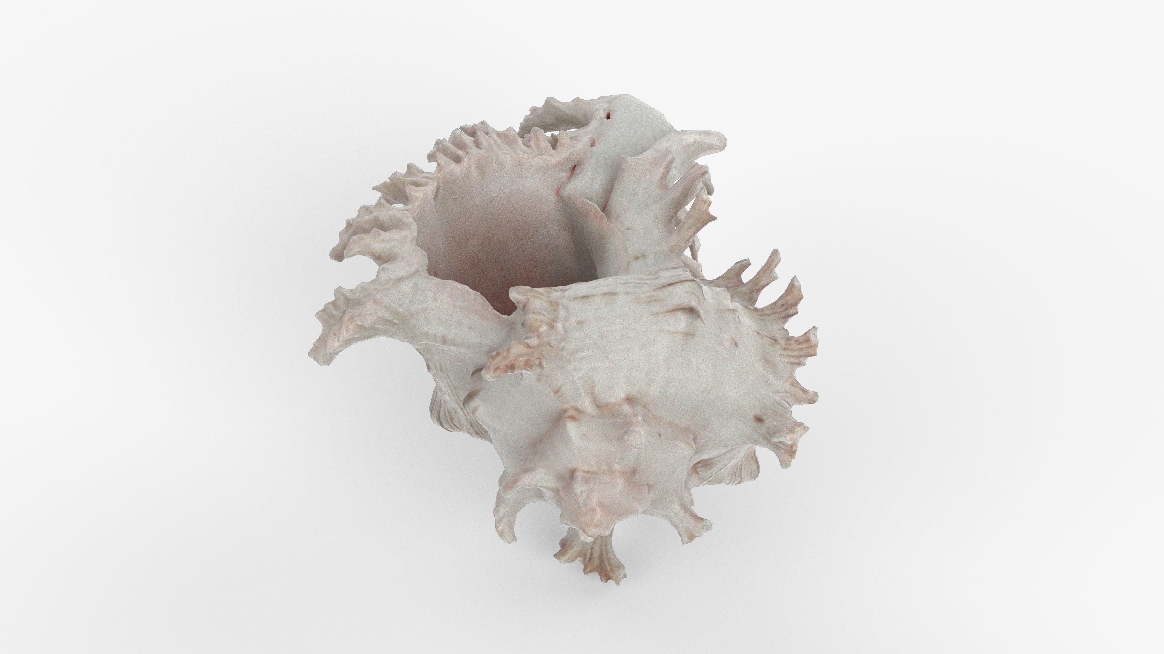 Photorealistic 3D scan of sea shell Low-poly 3D model_3