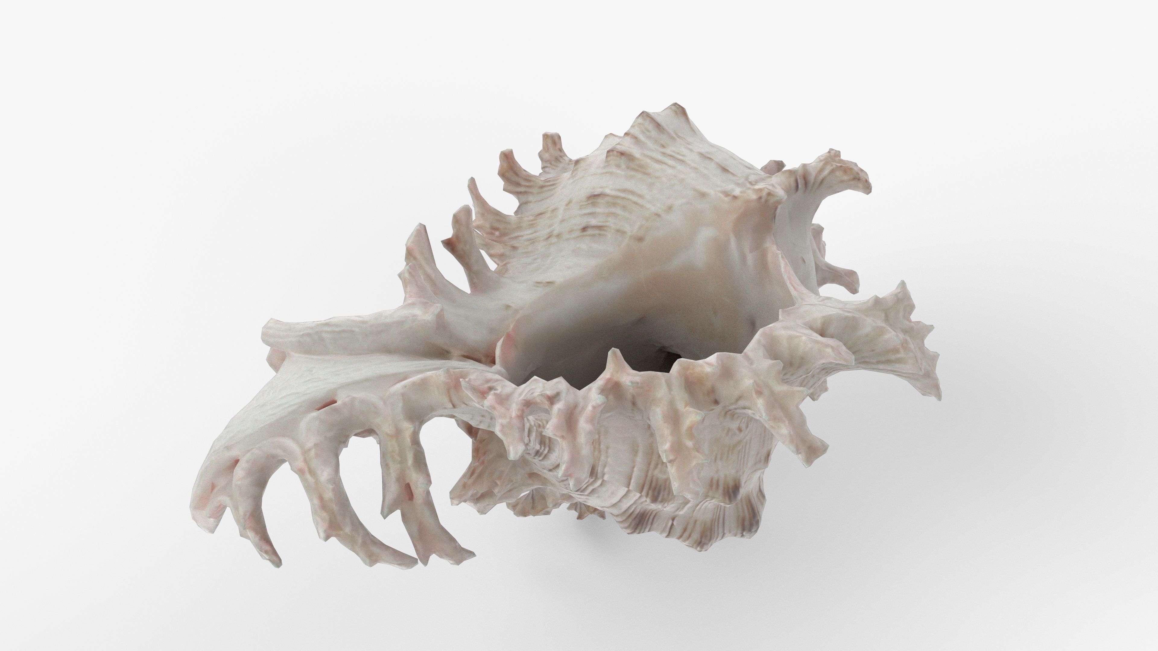 Photorealistic 3D scan of sea shell Low-poly 3D model_5