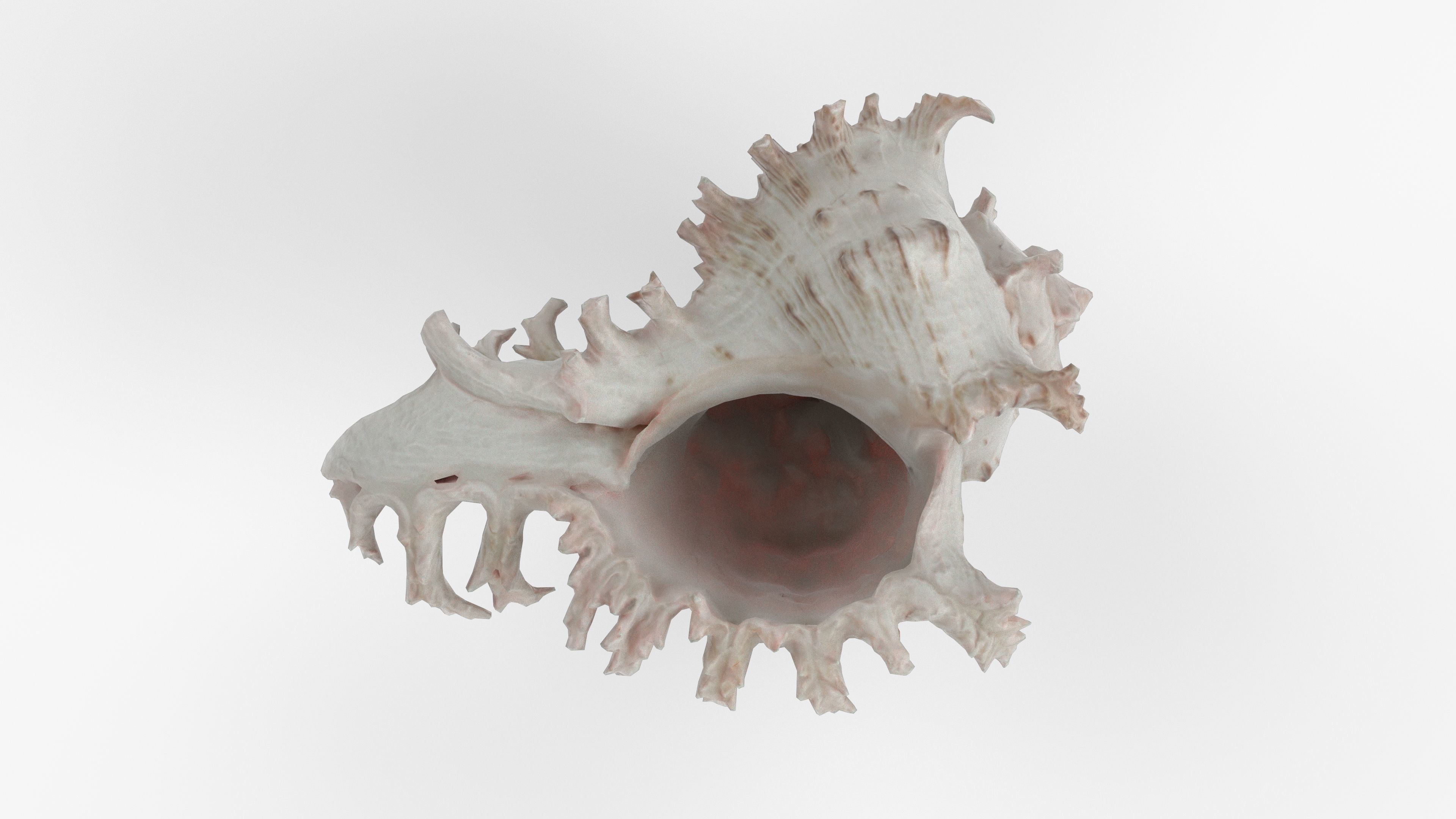 Photorealistic 3D scan of sea shell Low-poly 3D model_12