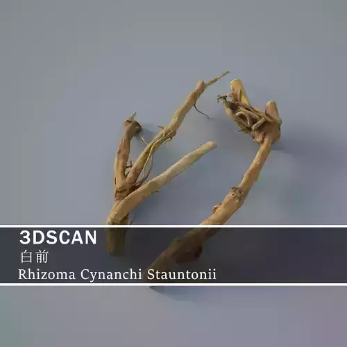 3DSCAN-Traditional Chinese Medicine-Rhizoma Cynanchi Stauntonii Low-poly 3D model