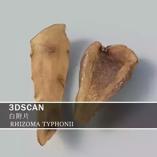 3DSCAN-Traditional Chinese Medicine-RHIZOMA TYPHONII