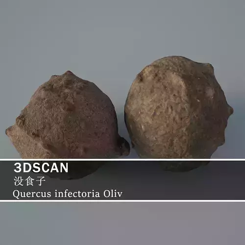 3DSCAN-Traditional Chinese Medicine-Quercus infectoria Oliv
