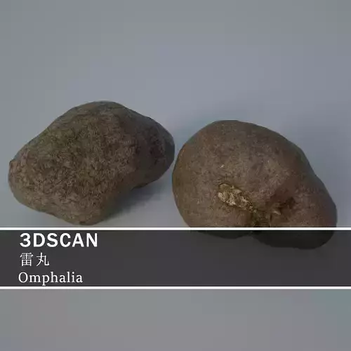 3DSCAN-Traditional Chinese Medicine-Omphalia