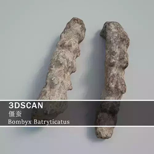 3DSCAN-Traditional Chinese Medicine-Bombyx Batryticatus