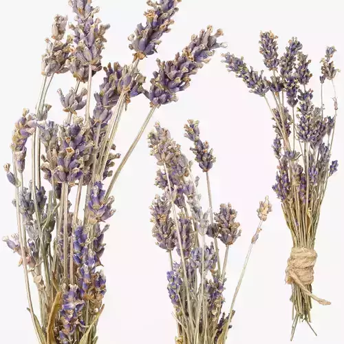 Lavender bunches of dry herbs 3D model