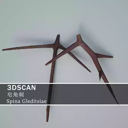 3DSCAN-Traditional Chinese Medicine-Spina Gleditsiae Low-poly 3D model