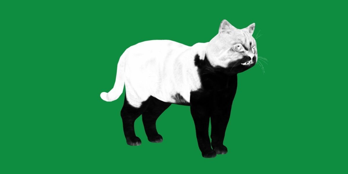 Scottish Straight Cat Low-poly 3D model_4