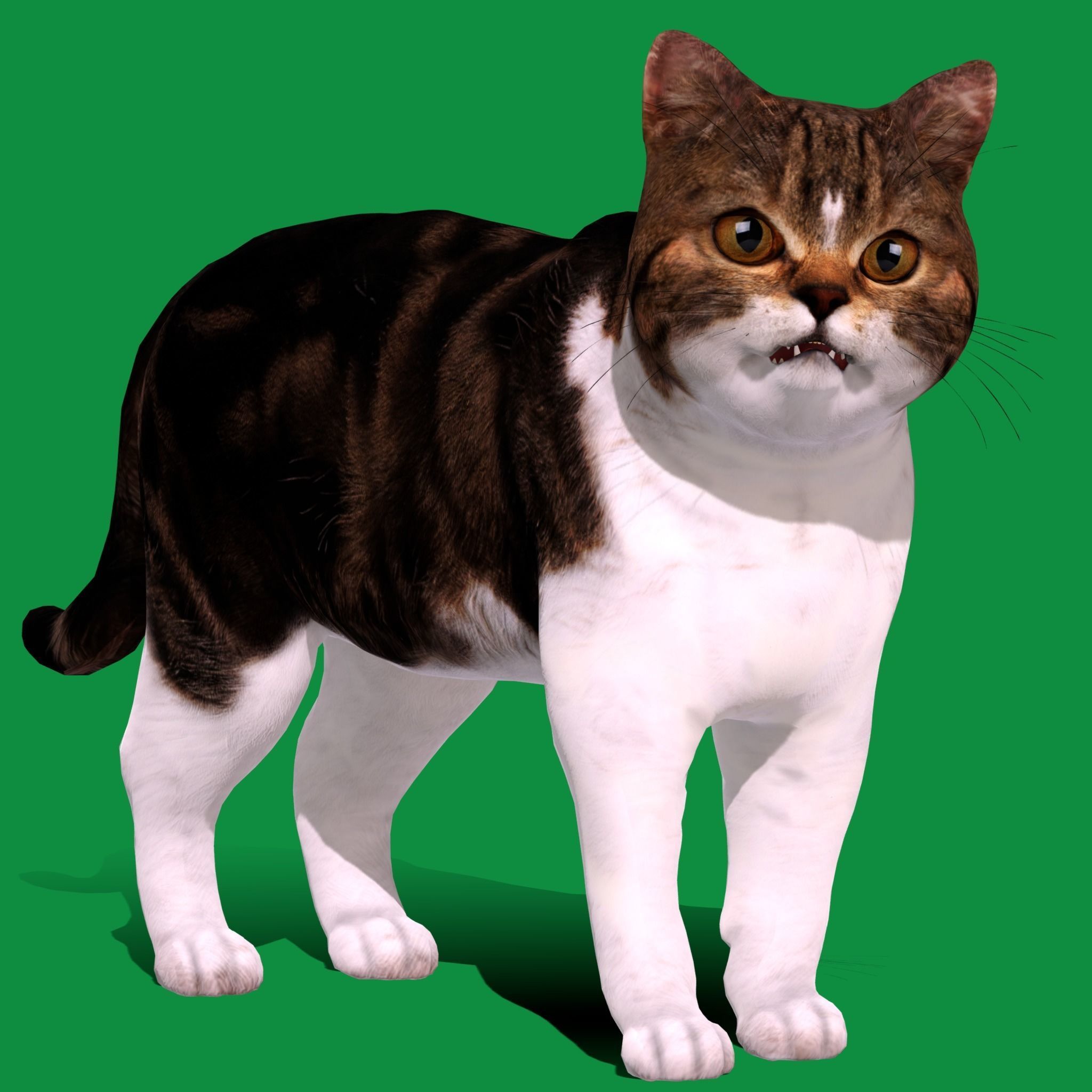 Scottish Straight Cat Low-poly 3D model_17