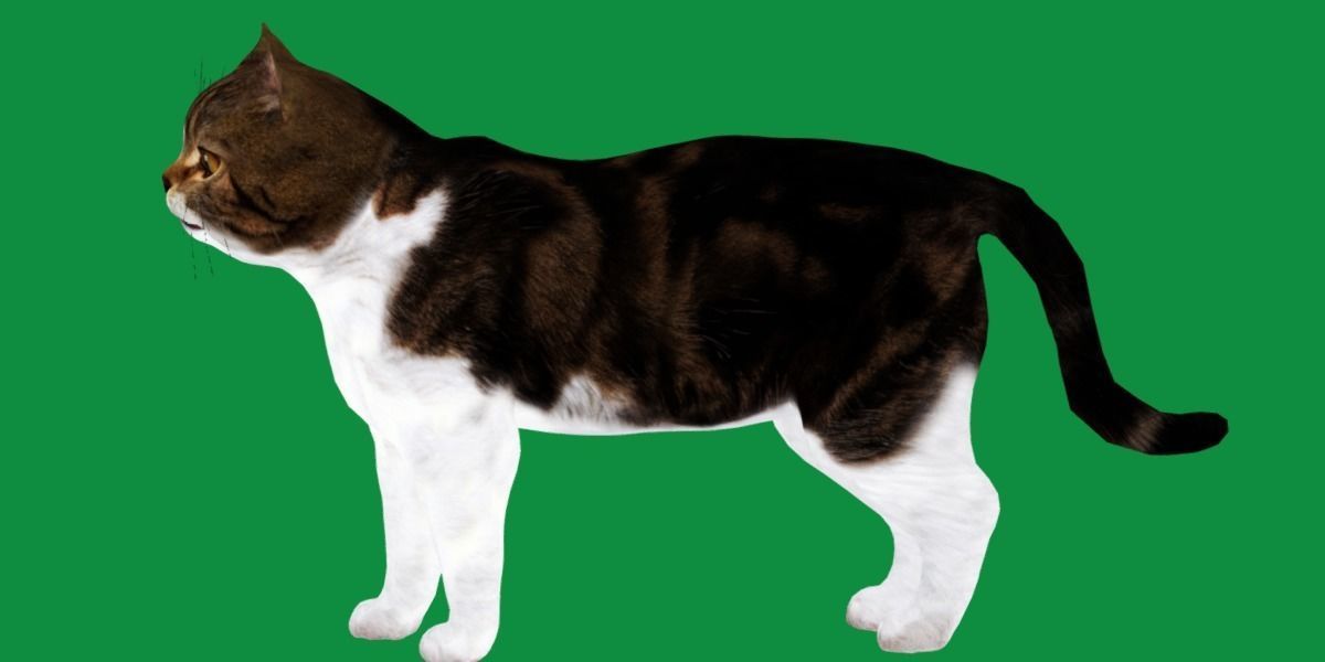 Scottish Straight Cat Low-poly 3D model_15
