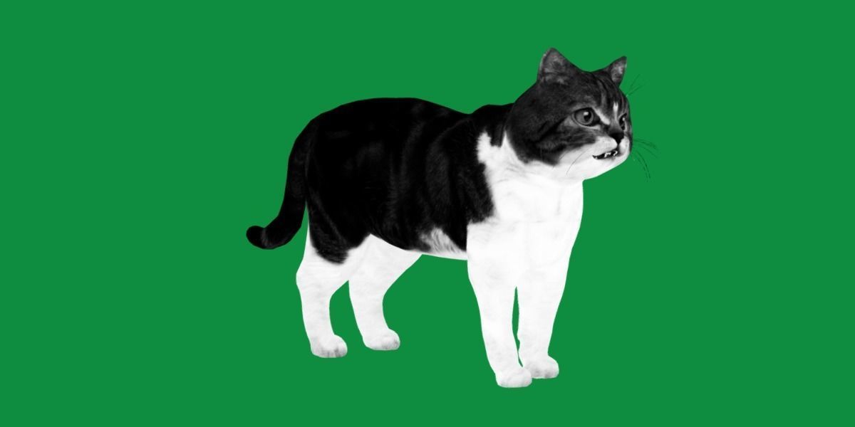 Scottish Straight Cat Low-poly 3D model_5