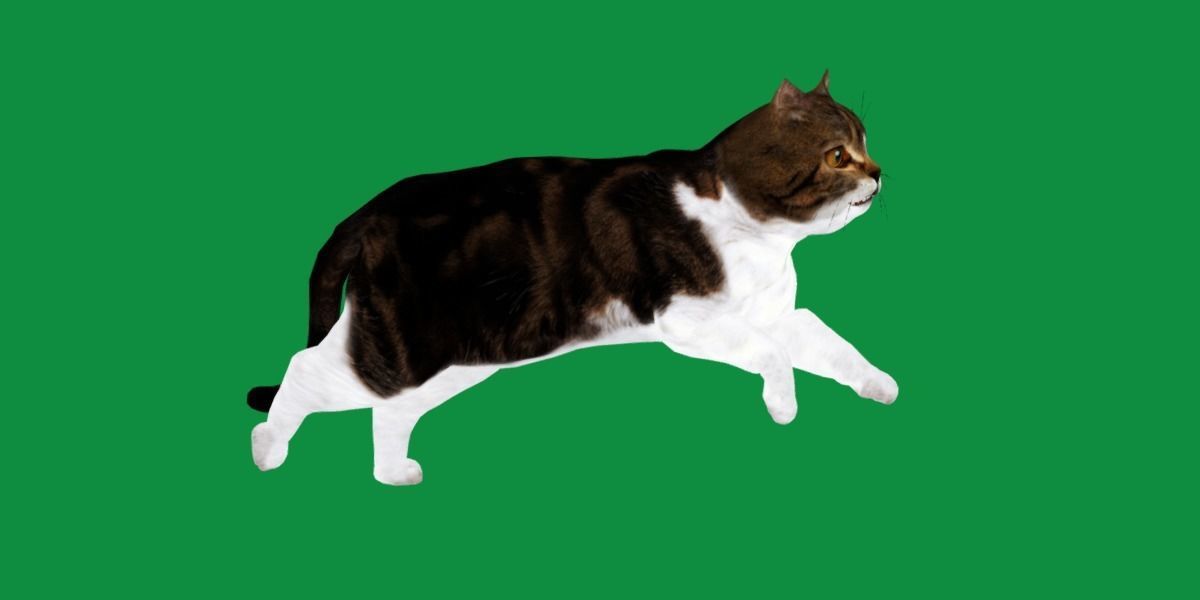Scottish Straight Cat Low-poly 3D model_22