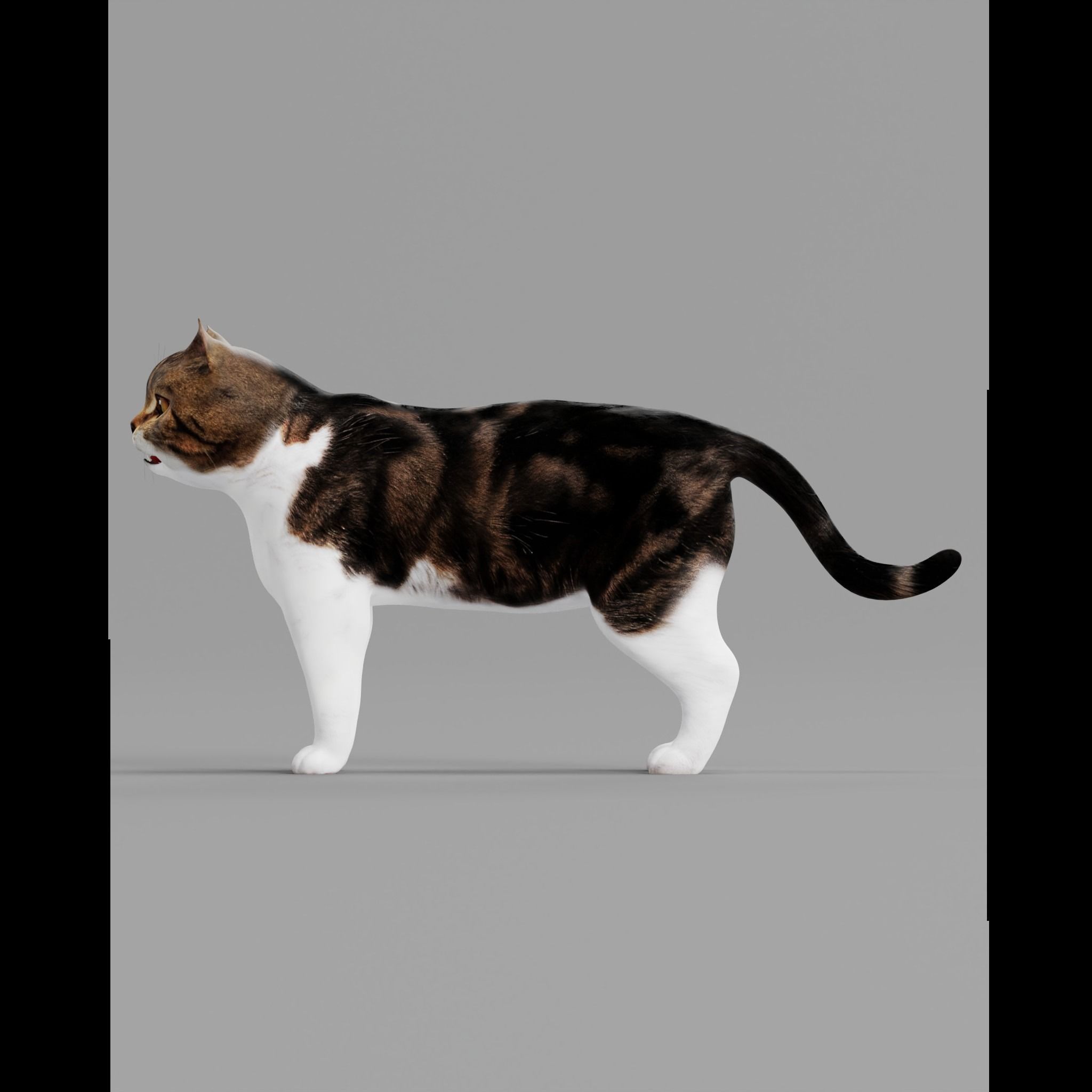 Scottish Straight Cat Low-poly 3D model_29