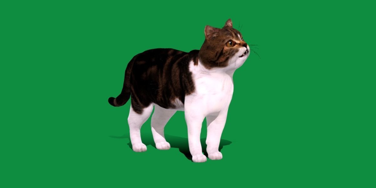 Scottish Straight Cat Low-poly 3D model_18