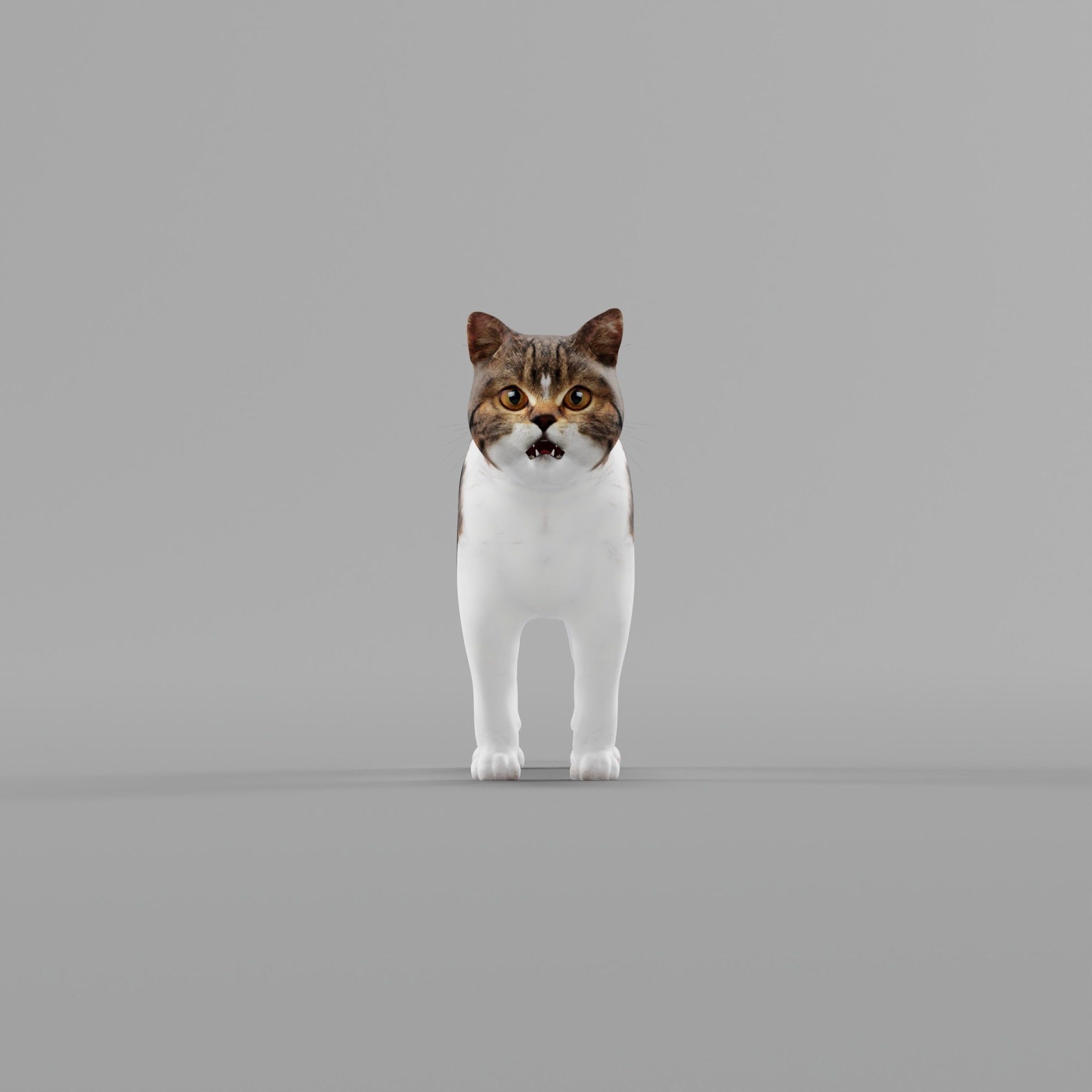 Scottish Straight Cat Low-poly 3D model_28