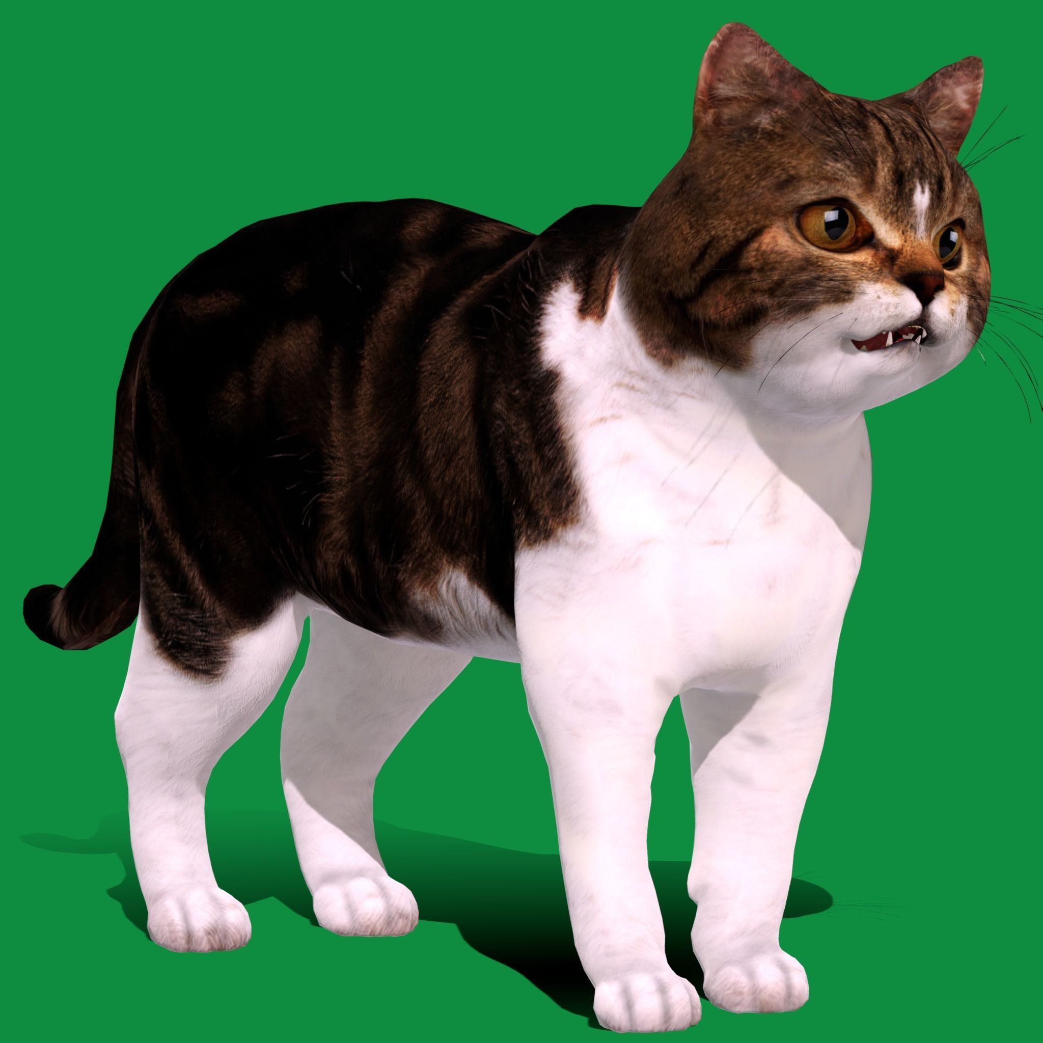 Scottish Straight Cat Low-poly 3D model_16
