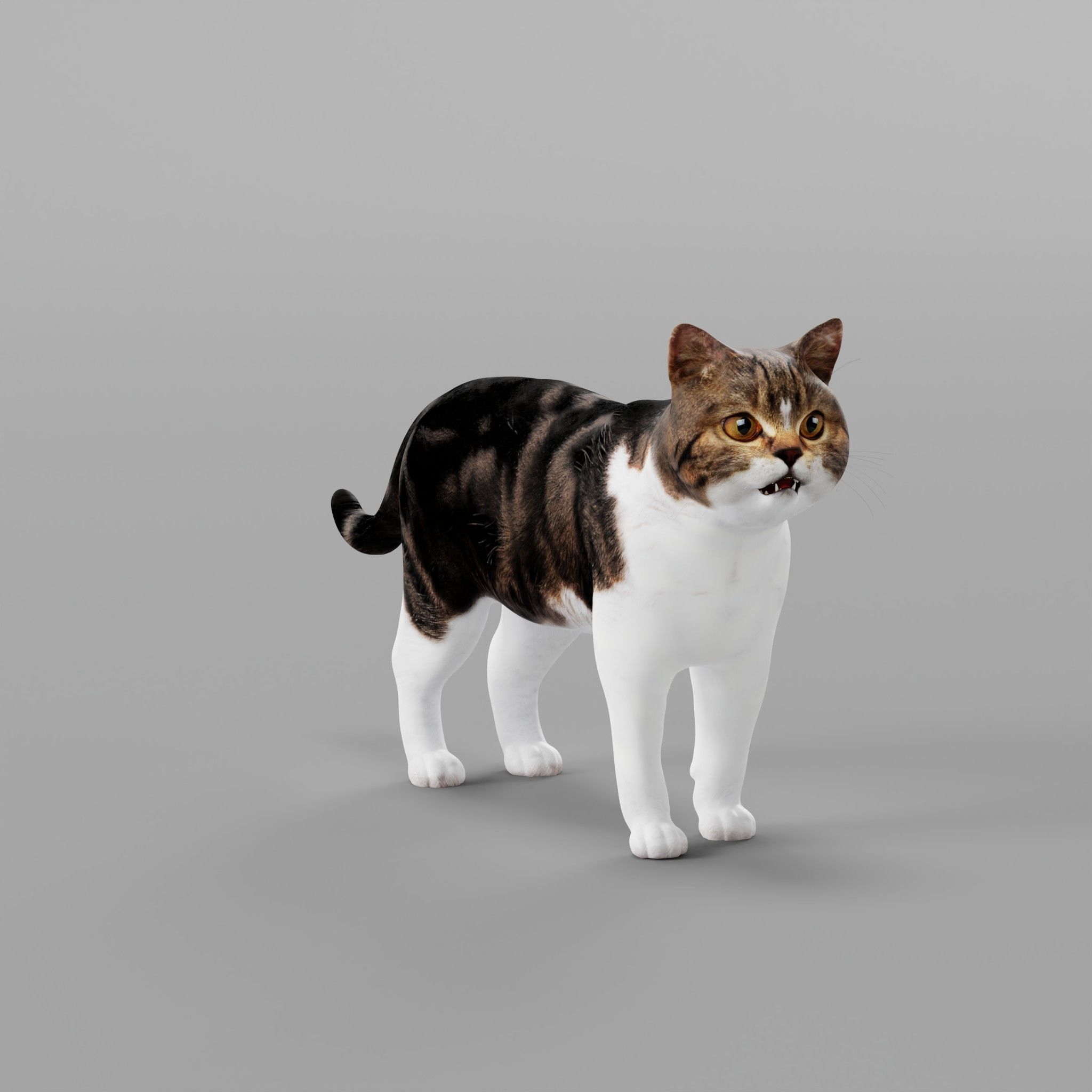 Scottish Straight Cat Low-poly 3D model_27