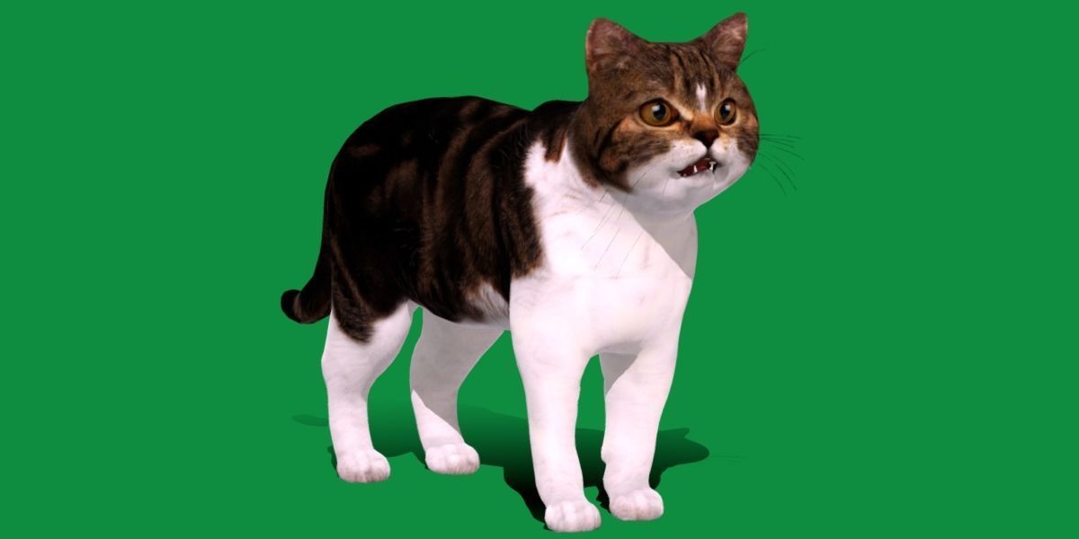 Scottish Straight Cat Low-poly 3D model_25