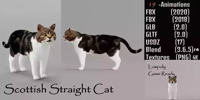 Scottish Straight Cat