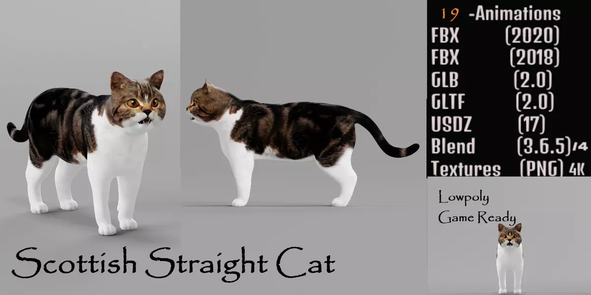 Scottish Straight Cat Low-poly 3D model_0