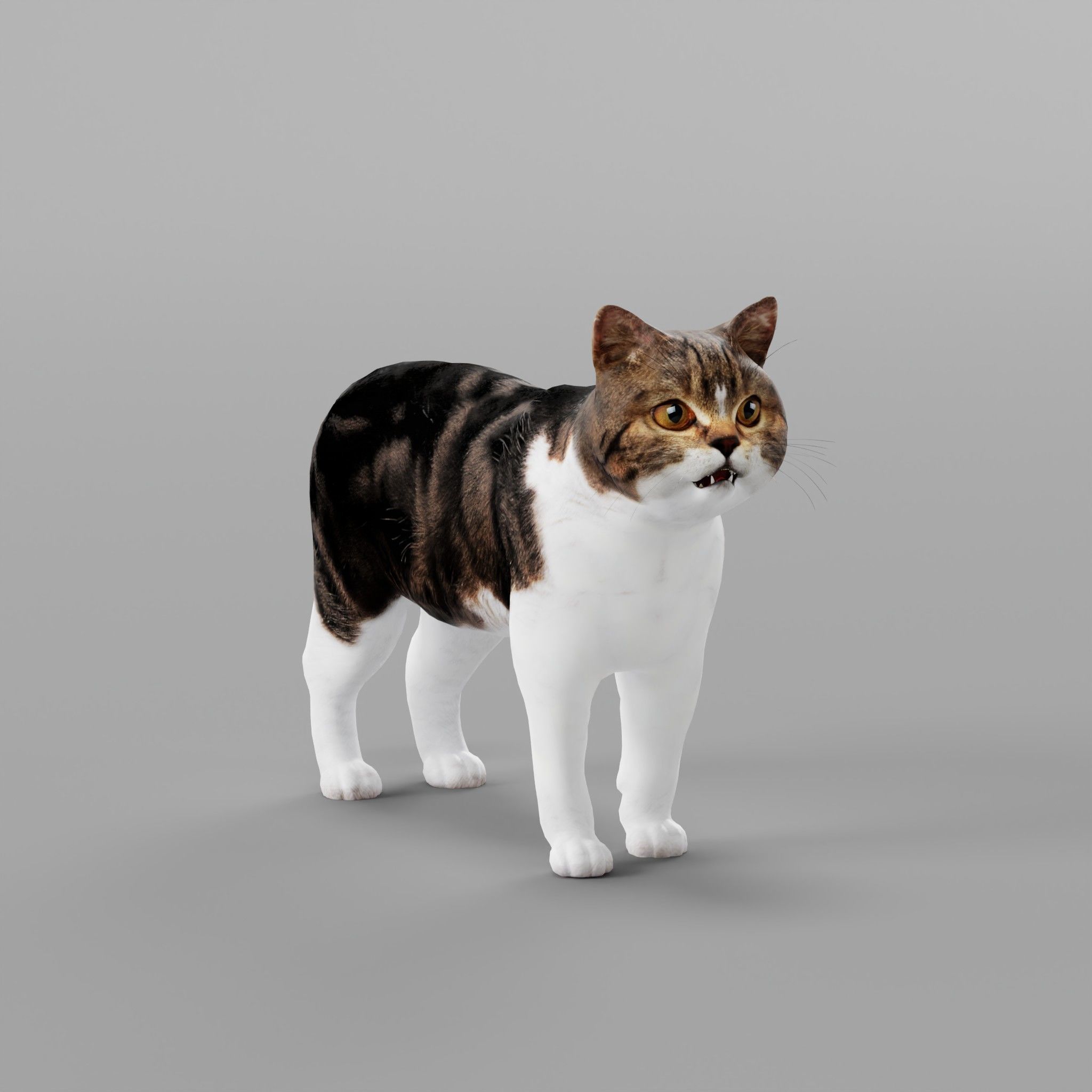 Scottish Straight Cat Low-poly 3D model_32