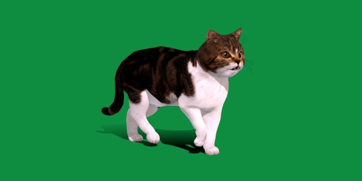 Scottish Straight Cat Low-poly 3D model_23