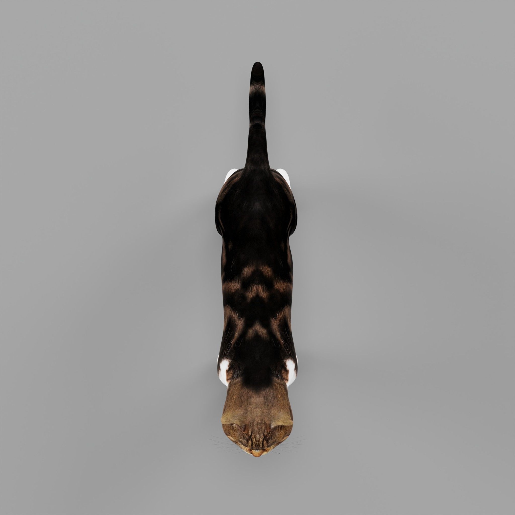 Scottish Straight Cat Low-poly 3D model_30