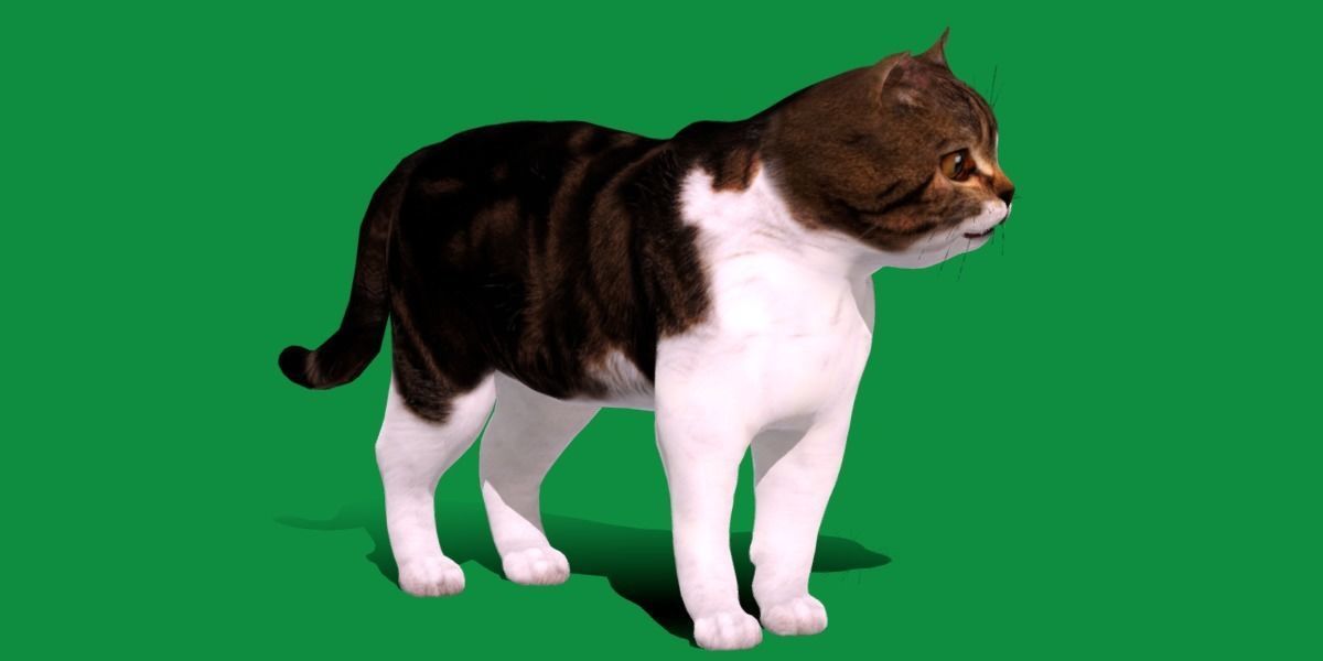 Scottish Straight Cat Low-poly 3D model_2