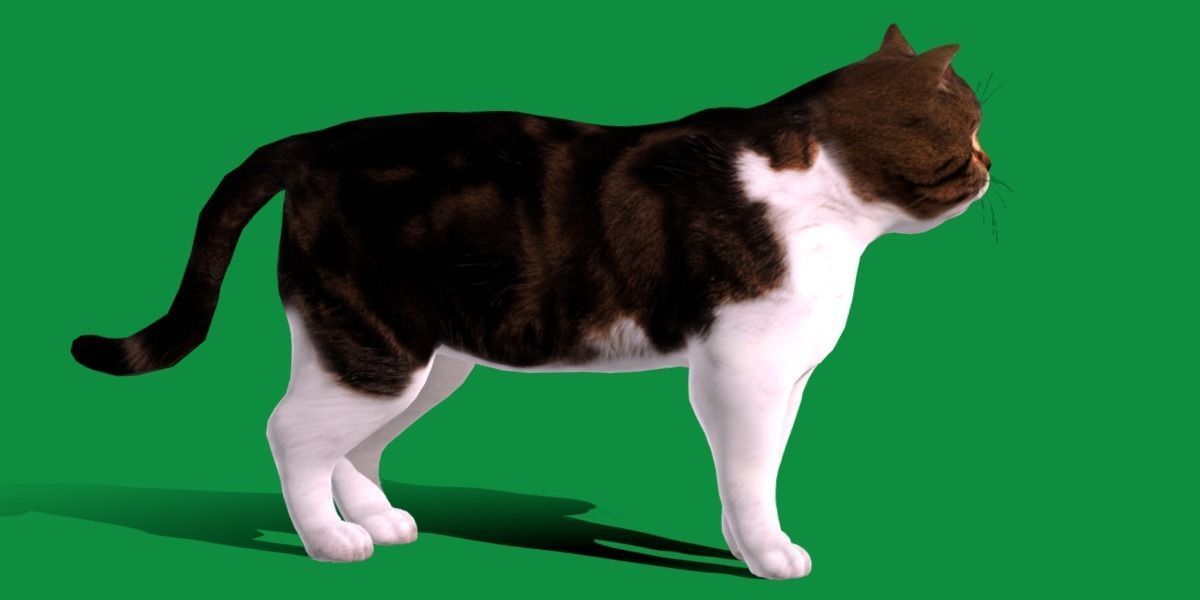 Scottish Straight Cat Low-poly 3D model_13