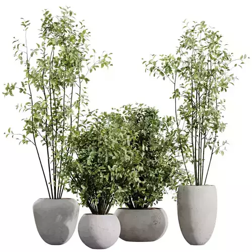 Beech Olea Europaea Olive Eucalyptu Joyplants Mini Fig Set02