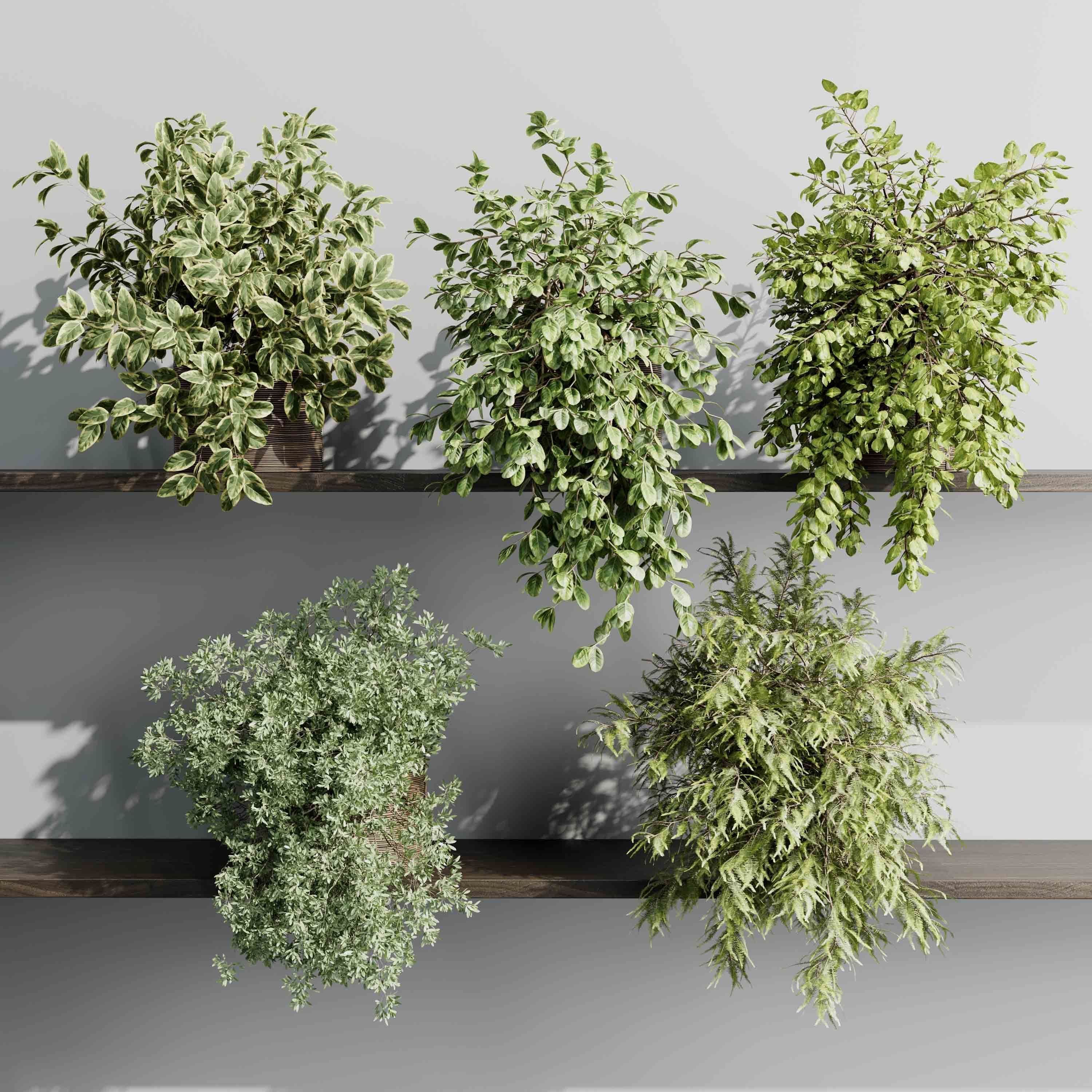 wall plant - hanging plants collection Indoor plant 523 3D model_5