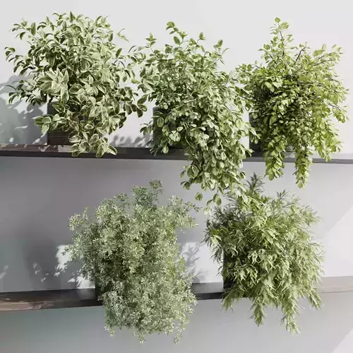wall plant - hanging plants collection Indoor plant 523 3D model