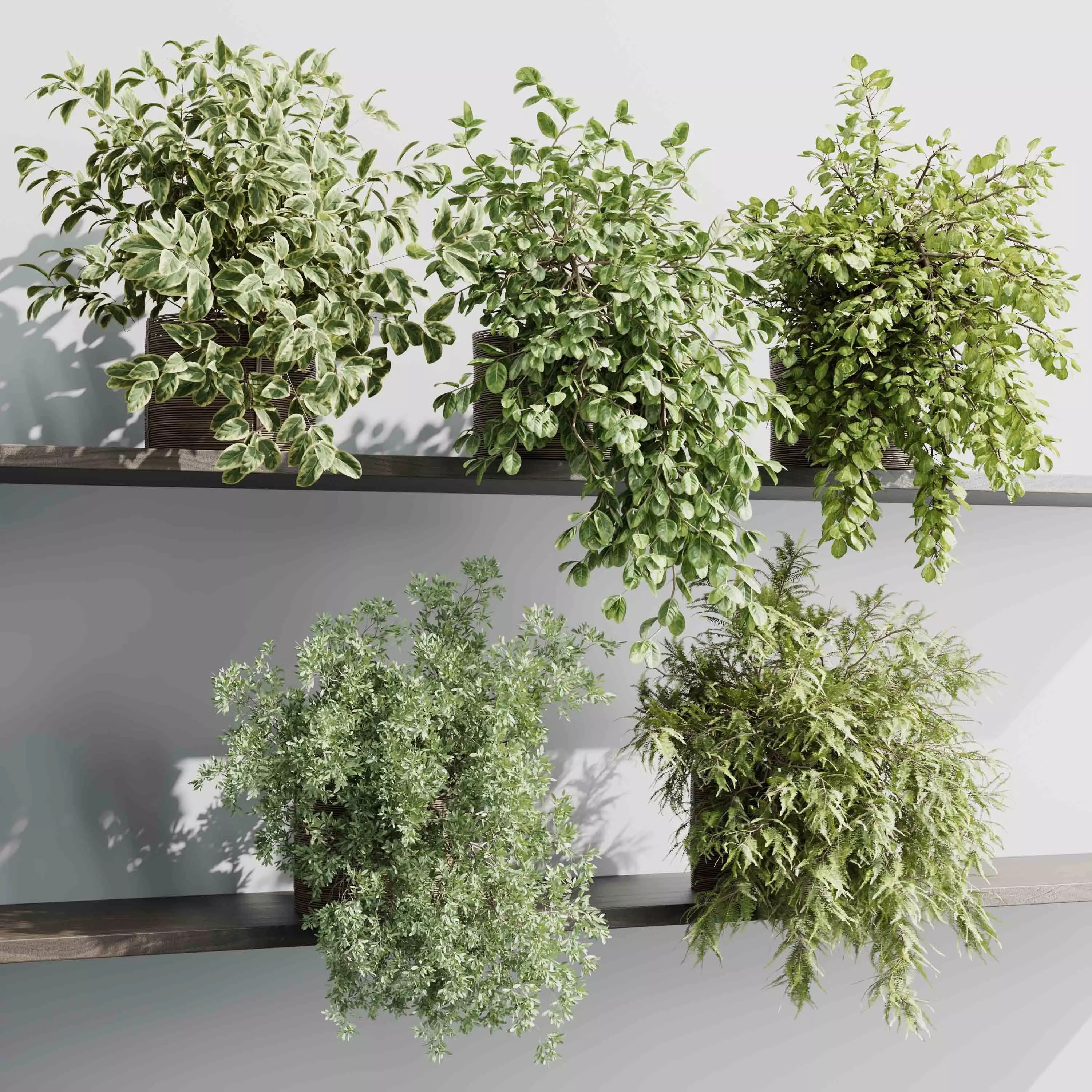 wall plant - hanging plants collection Indoor plant 523 3D model_0
