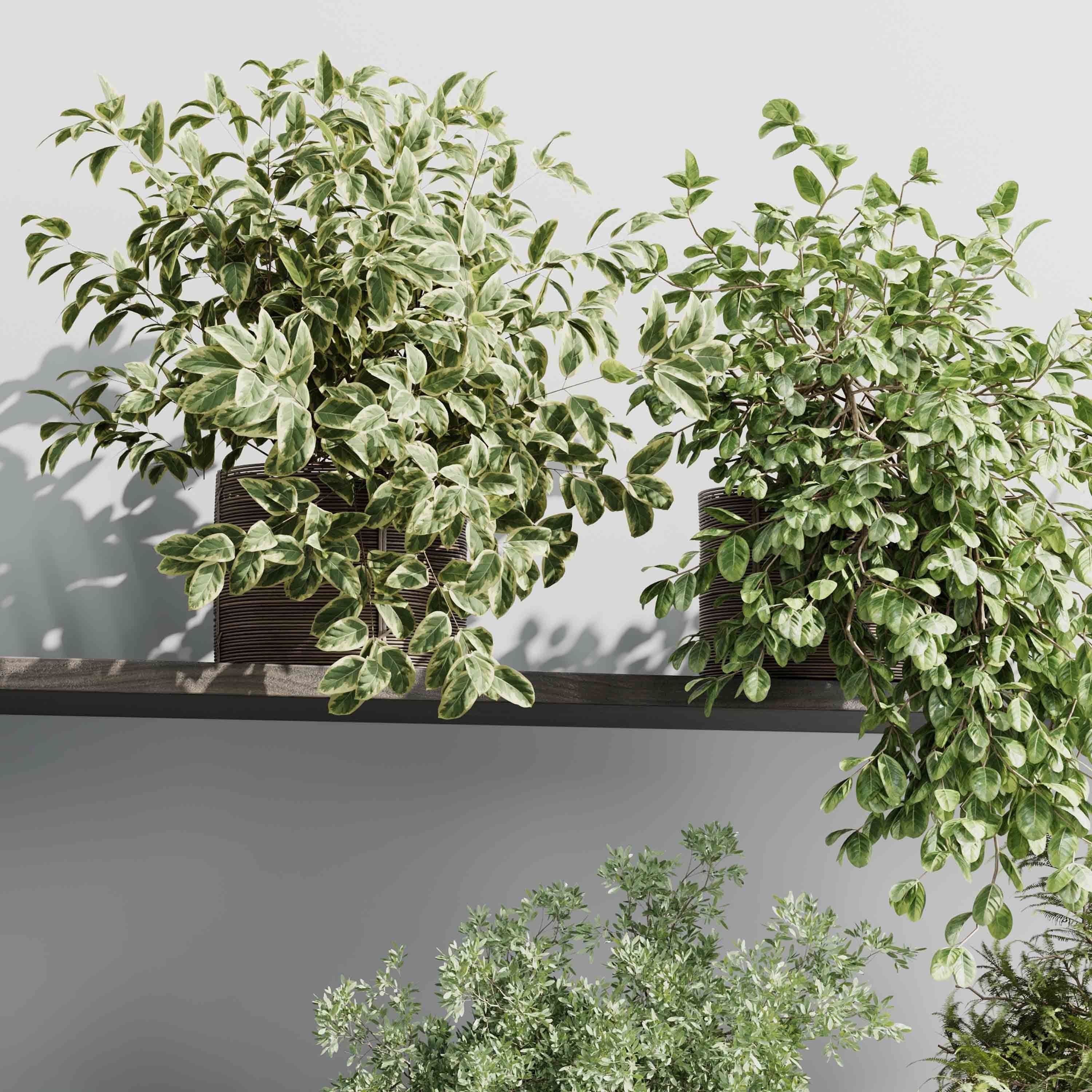 wall plant - hanging plants collection Indoor plant 523 3D model_3
