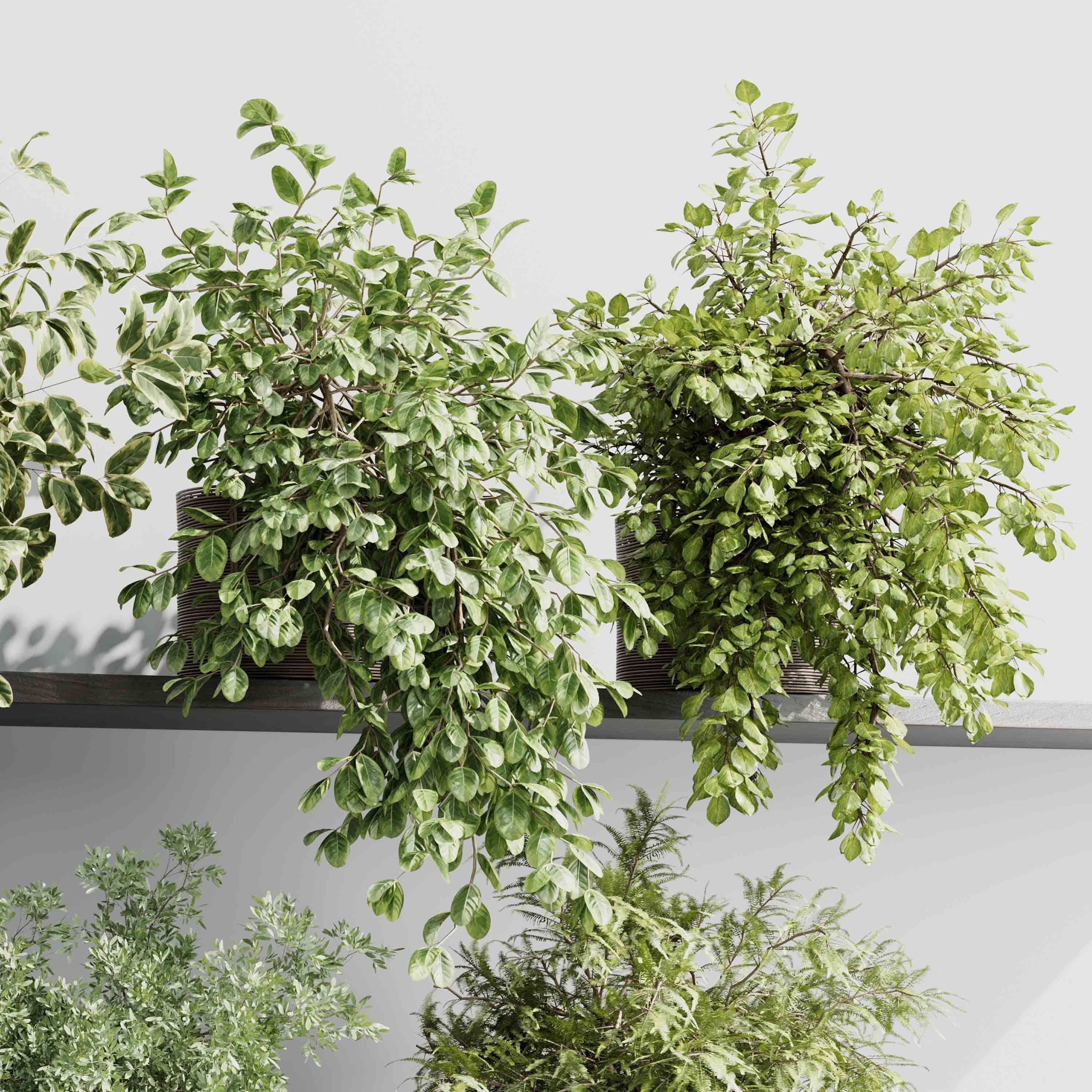 wall plant - hanging plants collection Indoor plant 523 3D model_2