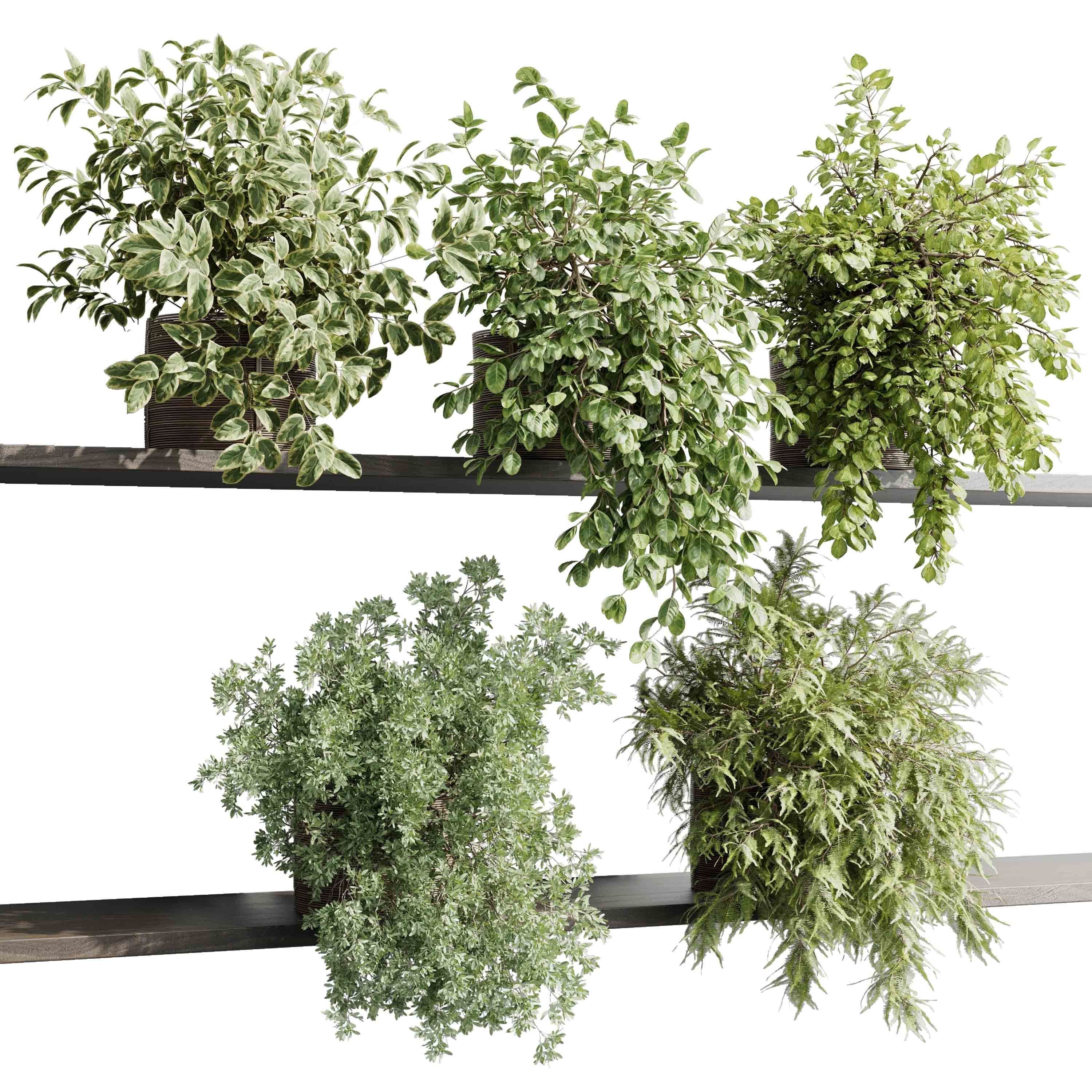 wall plant - hanging plants collection Indoor plant 523 3D model_1