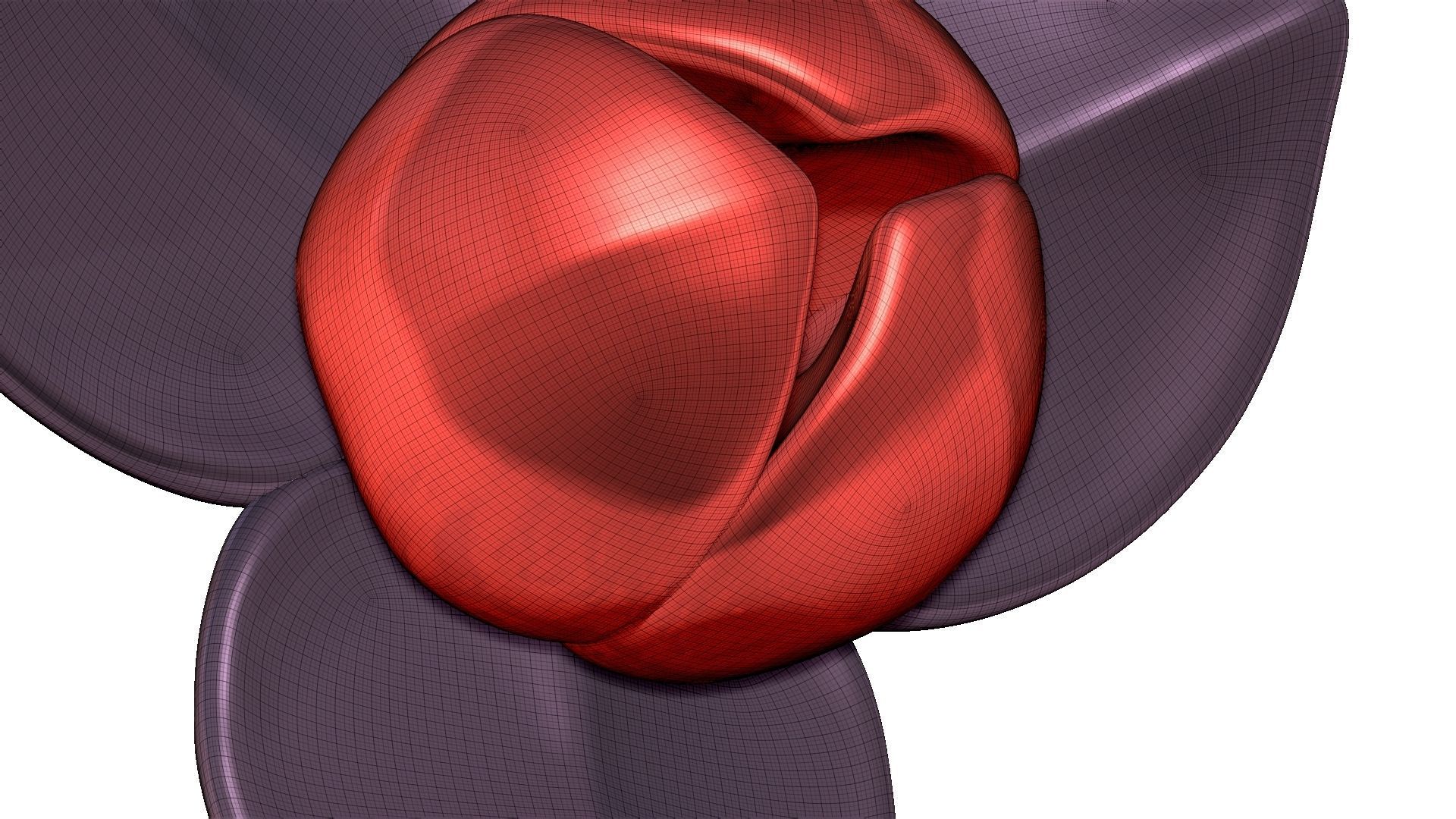 Romdul Flower 3D model_12