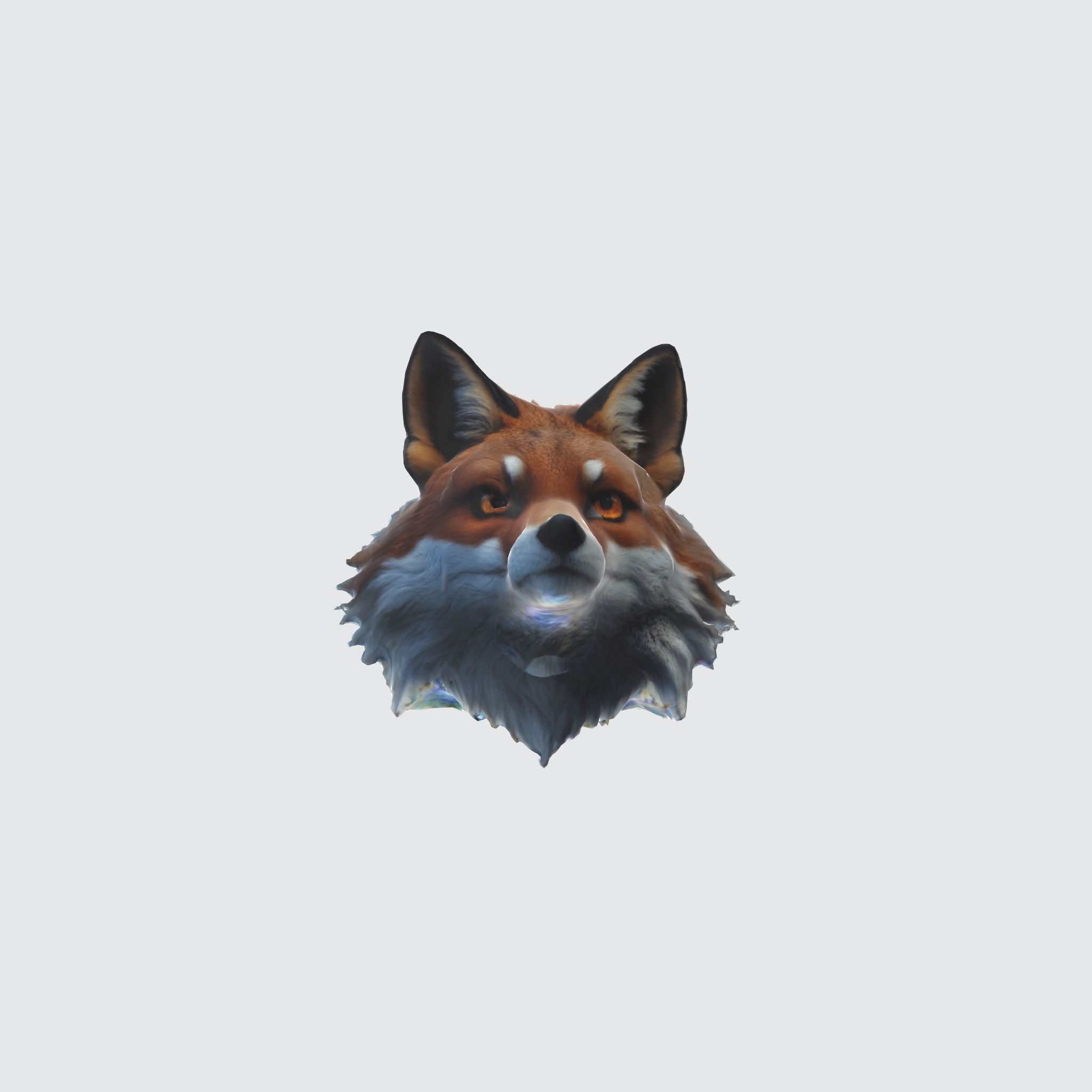 fox with large pointed ears 3D model_3