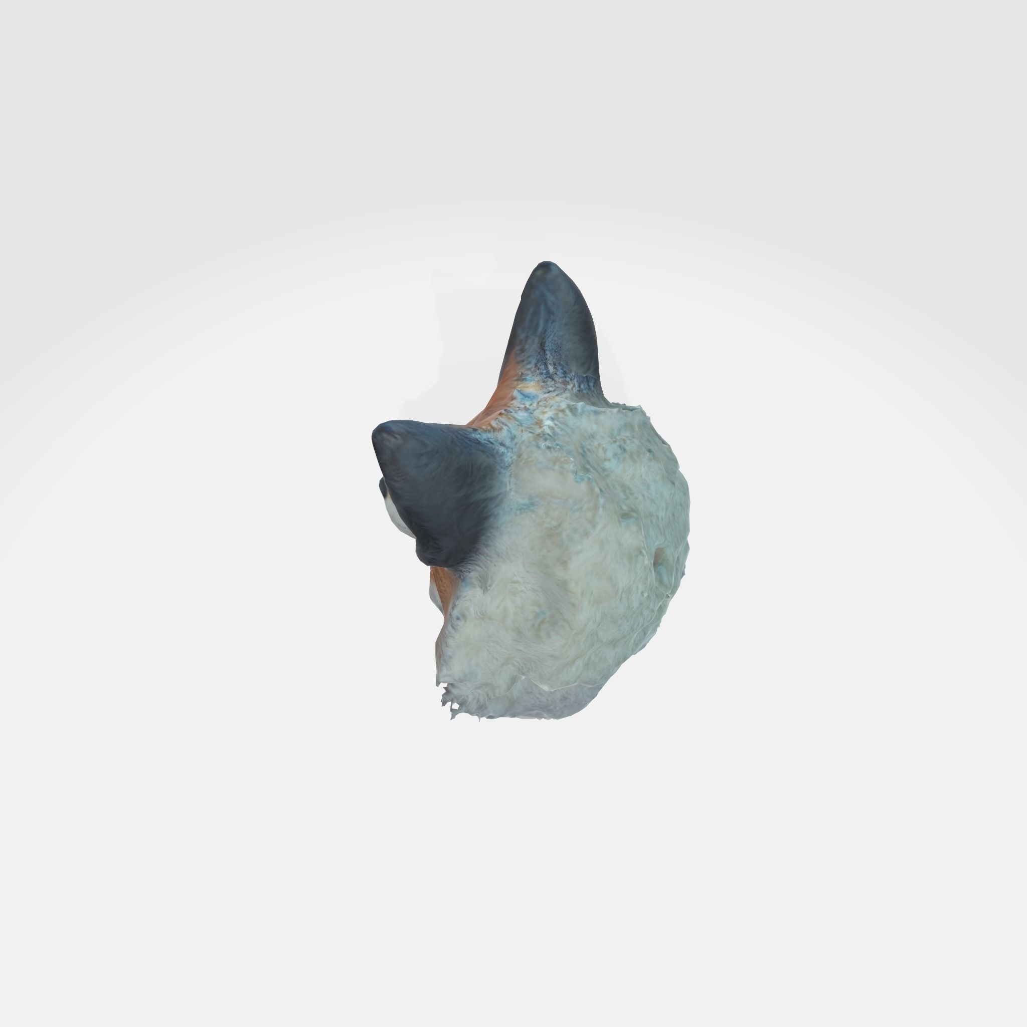 fox with large pointed ears 3D model_4