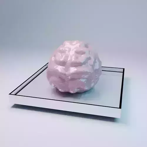 Brain 3d model 