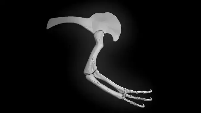 Tyranosaurus arm bone