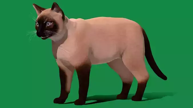 Balinese Thai Siamese Cat  Low-poly 3D model