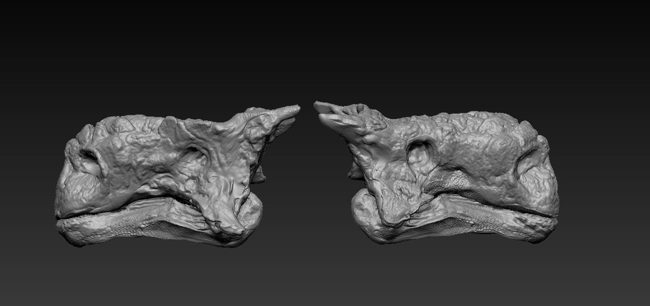 Skull Saichania chulsanensis 3D print model_2