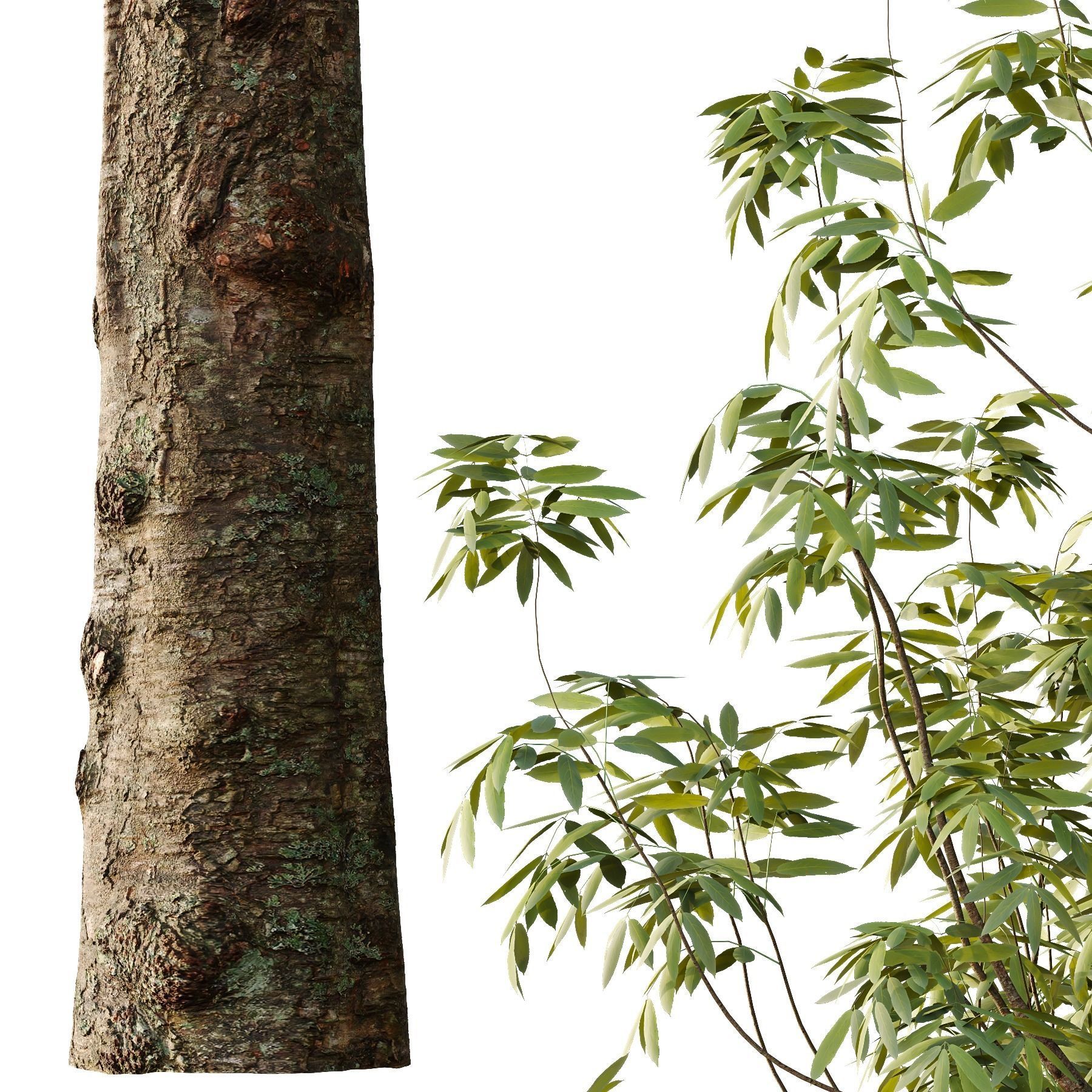 fraxinus excelsior Tree10 3D model_1