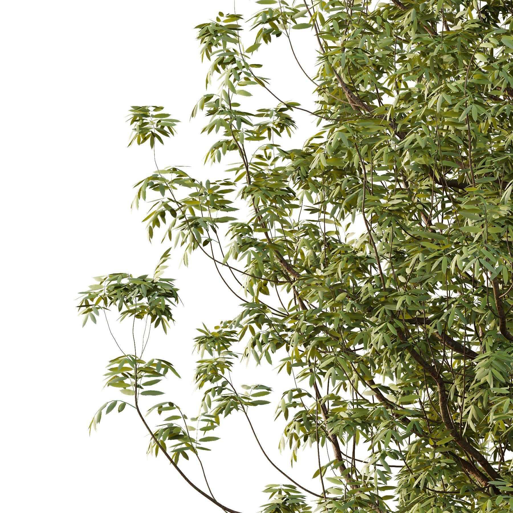 fraxinus excelsior Tree10 3D model_2