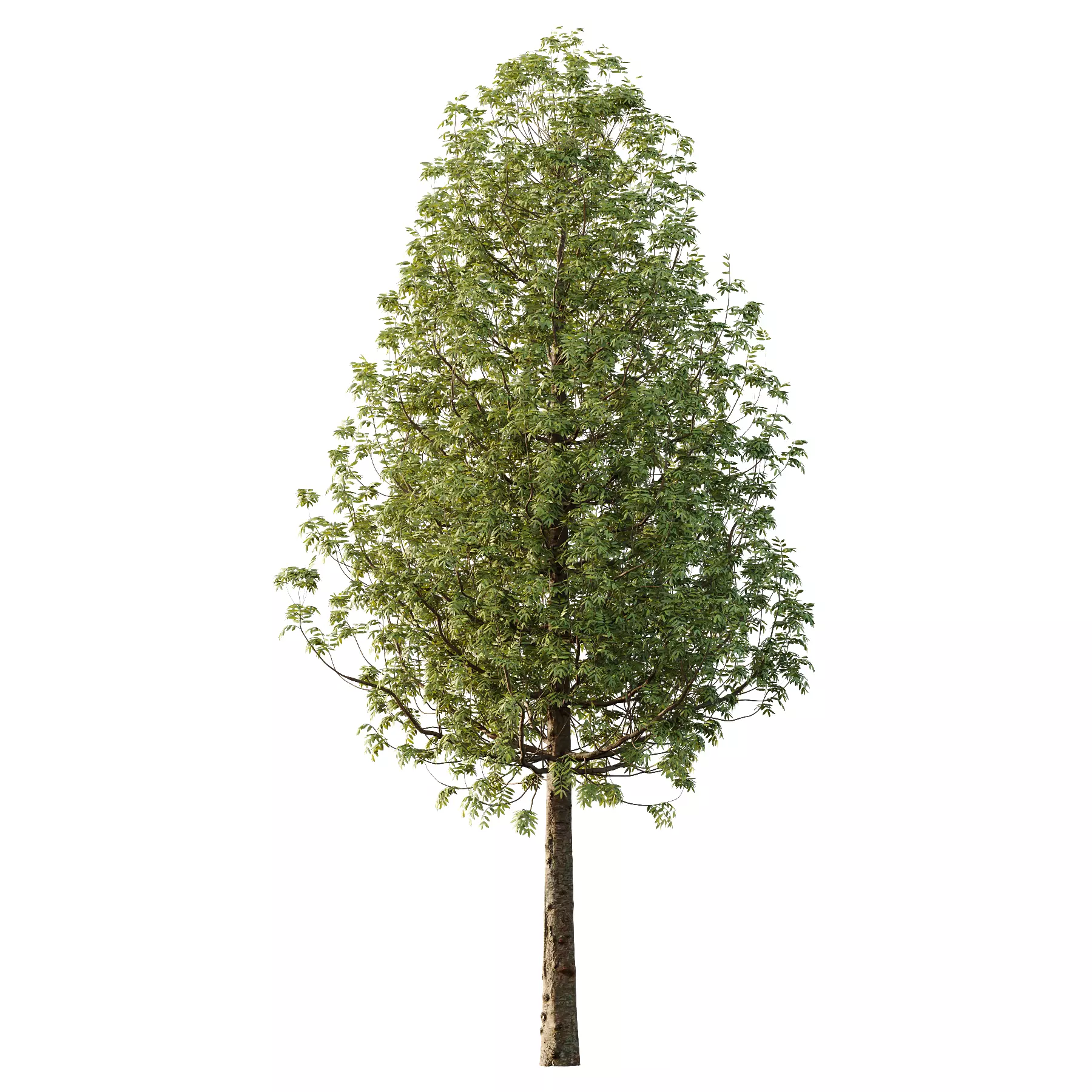 fraxinus excelsior Tree10 3D model_0