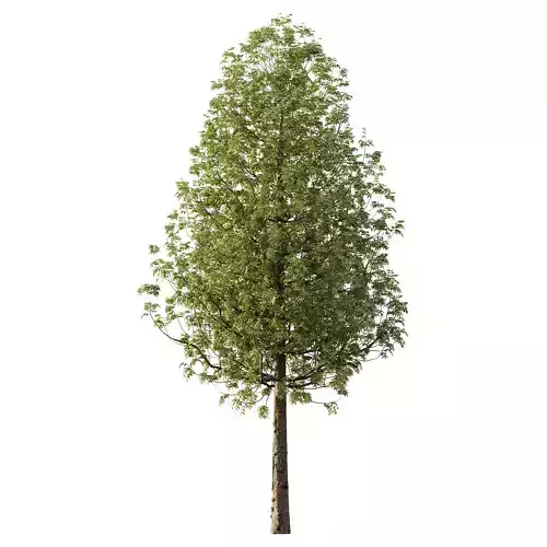 fraxinus excelsior Tree10 3D model