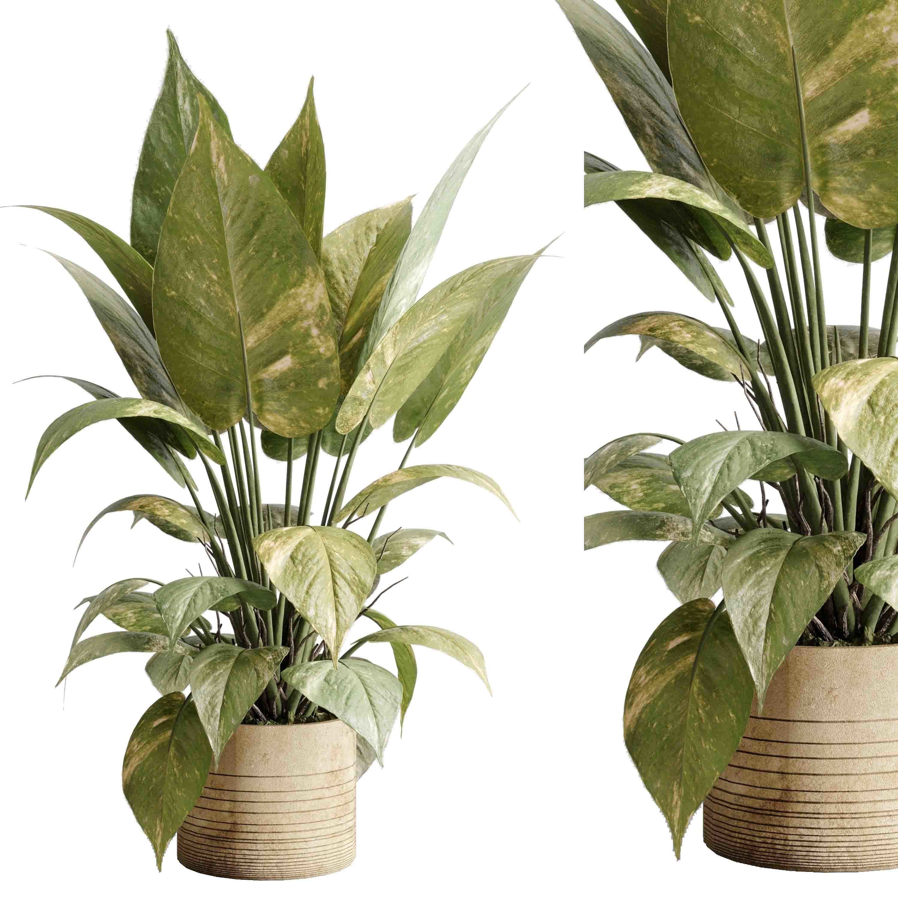 ficus plant - Indoor plant set 514 3D model_1