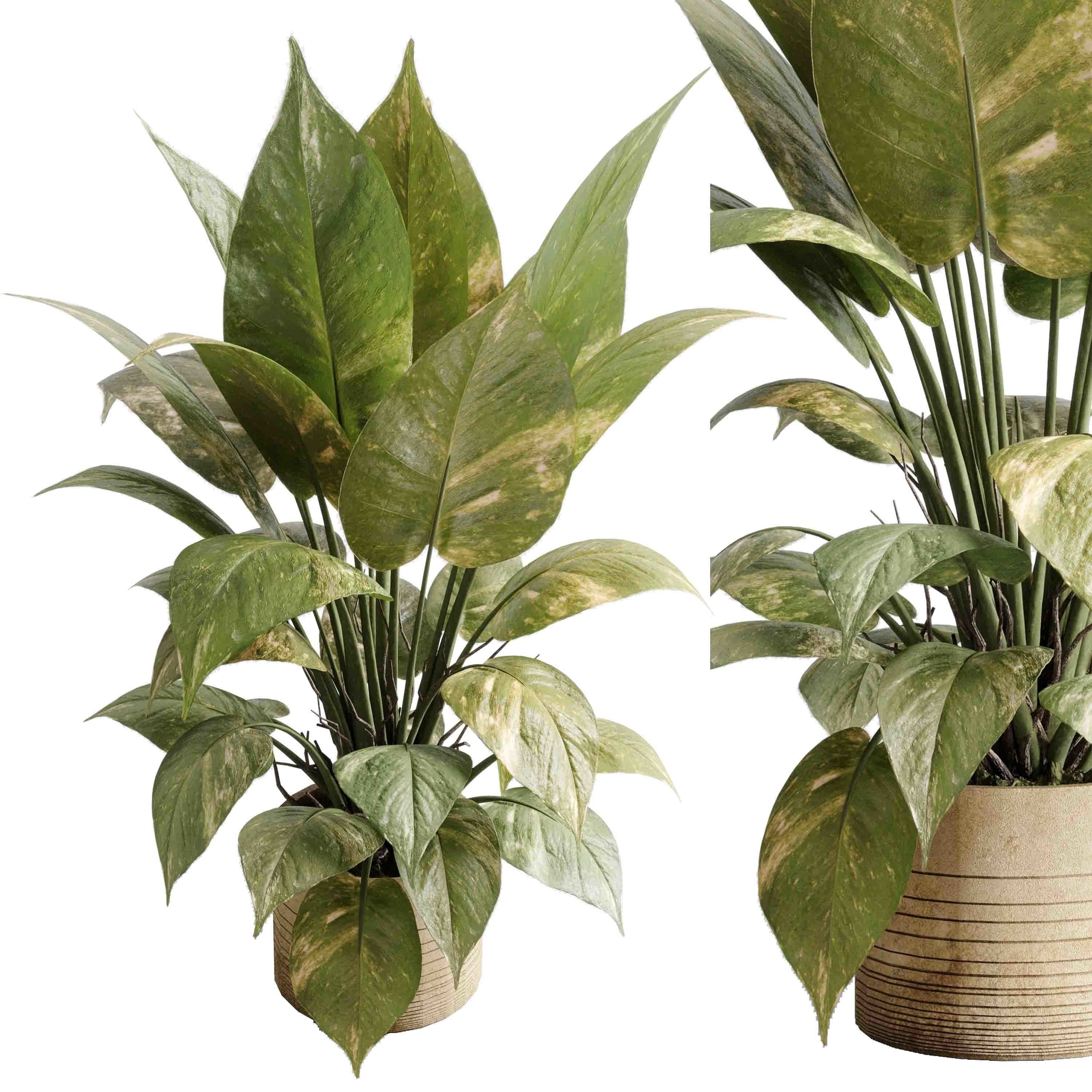 ficus plant - Indoor plant set 514 3D model_2